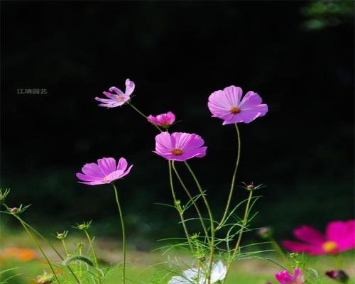 格桑花不仅美丽还是多年生植物（探究格桑花的多年生特性以及生长环境和喜好）