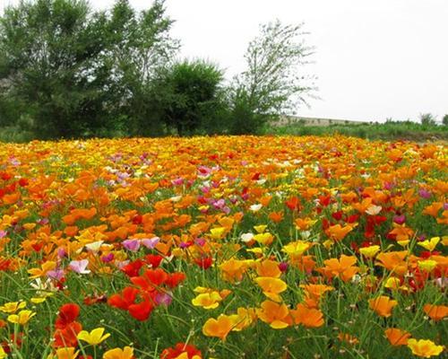 格桑花不仅美丽还是多年生植物（探究格桑花的多年生特性以及生长环境和喜好）
