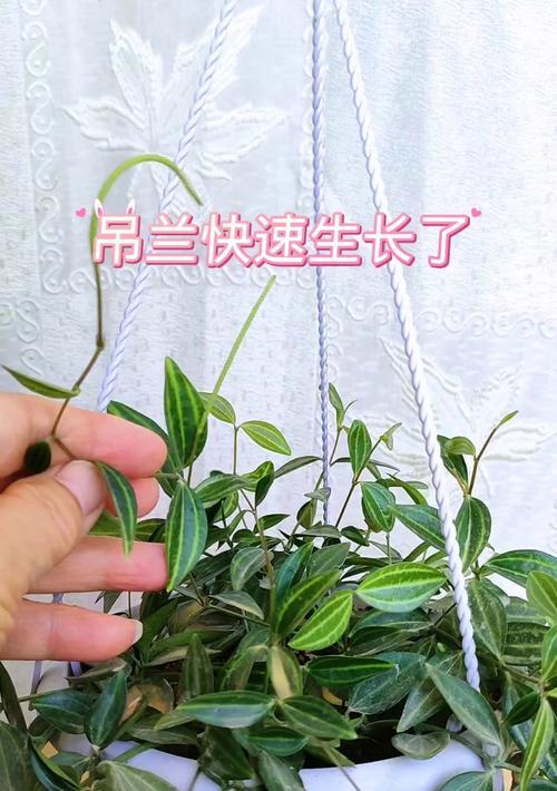 吊兰的生长环境及适宜生长地方（探究吊兰的生长条件及栽培方法）
