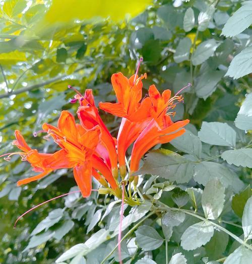 爱的花语（探寻母爱之花的深刻含义）