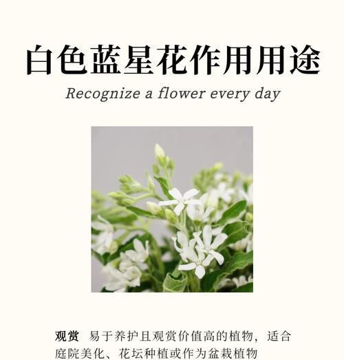 金鸡菊花期是什么时候？——探秘金鸡菊的生长规律