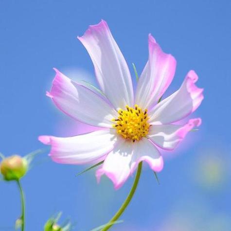 金鸡菊花期是什么时候？——探秘金鸡菊的生长规律