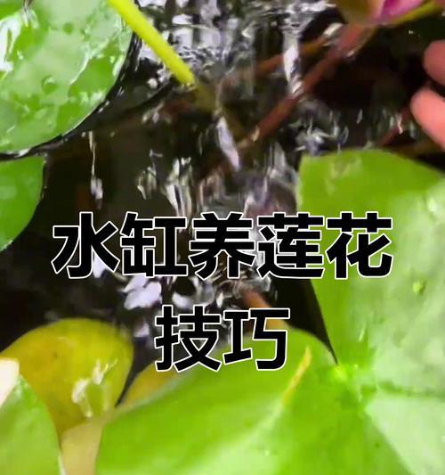 睡莲能否在土里生长？（了解睡莲的生长环境与种植方法）