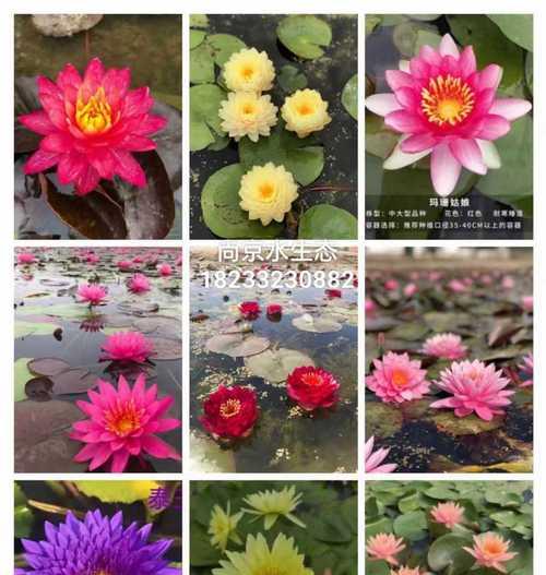 睡莲能否在土里生长？（了解睡莲的生长环境与种植方法）