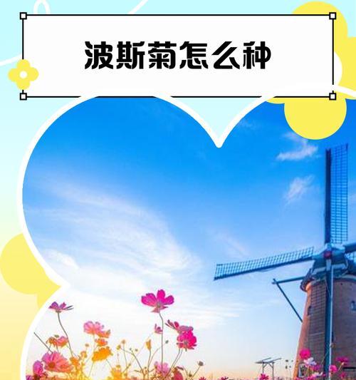 波斯菊喜肥大全，让花儿更美丽（掌握正确施肥方法，让波斯菊茁壮成长）