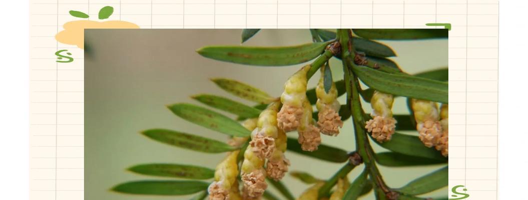 红豆杉种子发芽时间及关键因素解析（探究红豆杉种子发芽时间和环境条件，为种植提供参考）
