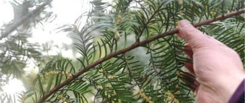 红豆杉种子发芽时间及关键因素解析（探究红豆杉种子发芽时间和环境条件，为种植提供参考）