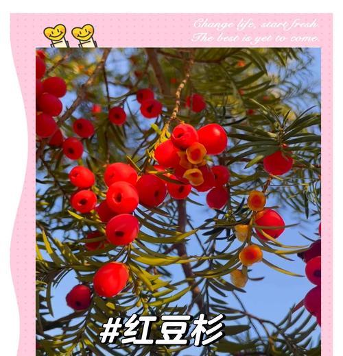 红豆杉种子发芽时间及关键因素解析（探究红豆杉种子发芽时间和环境条件，为种植提供参考）