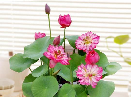 碗莲叶子卷边的原因与解决方法（探寻碗莲叶子卷边的根源，提供有效的解决方案）