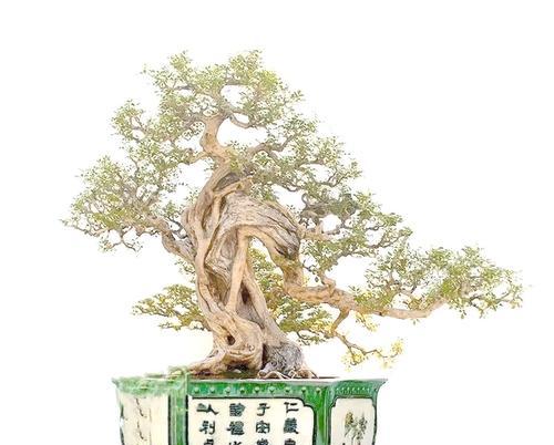 小叶九里香的养殖方法和注意事项（打造优美的小叶九里香花园）