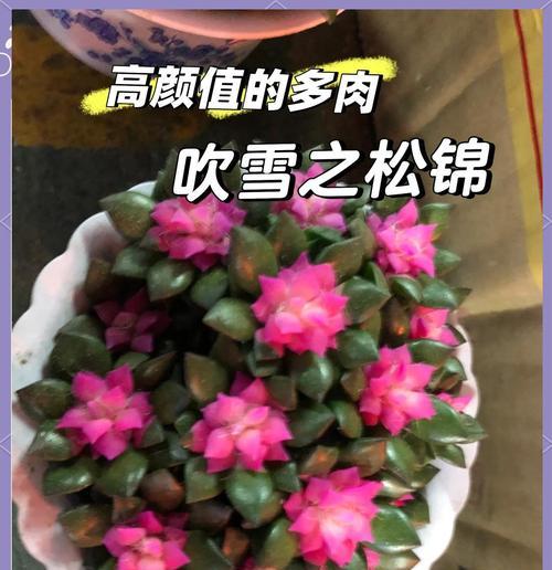 打造健康的吹雪之松，让它茁壮成长（如何养护吹雪之松，让它成为你家的亮点）