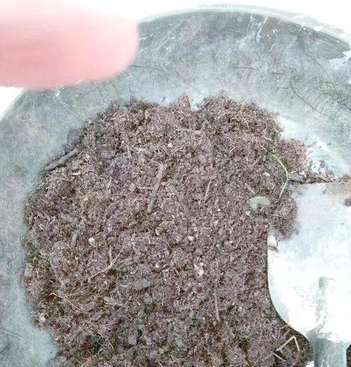 用猫砂种花，种出不一样的花儿（猫砂，不只是宠物的必需品）