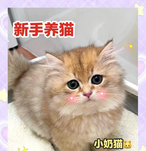 用猫砂种花，种出不一样的花儿（猫砂，不只是宠物的必需品）