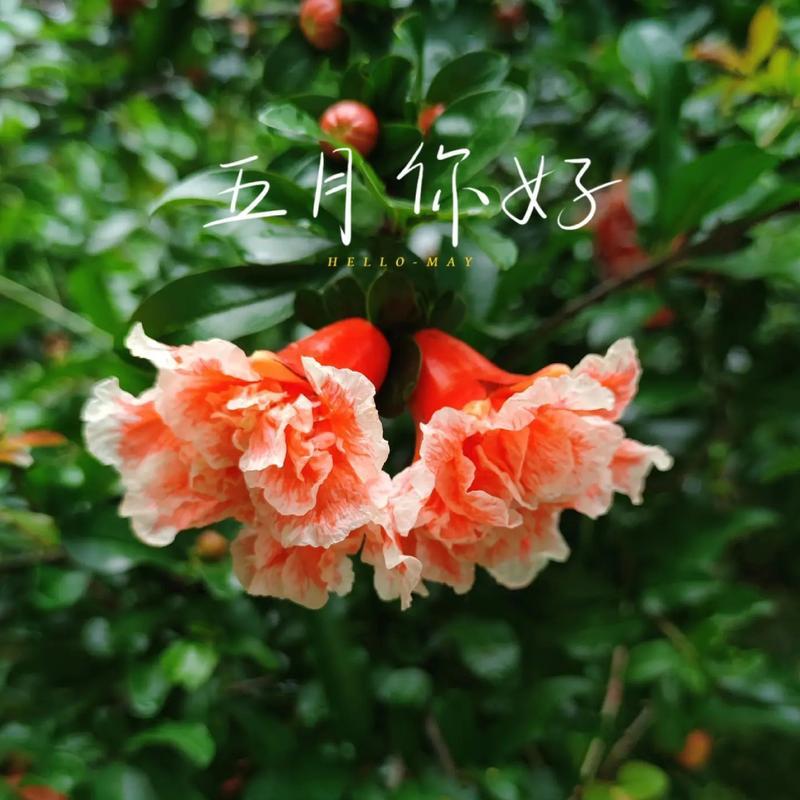 石榴花开放的季节（秋季特有的石榴花和其美丽的特征）