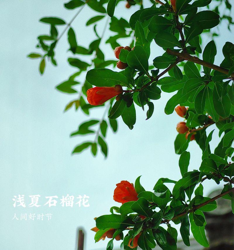 石榴花开放的季节（秋季特有的石榴花和其美丽的特征）