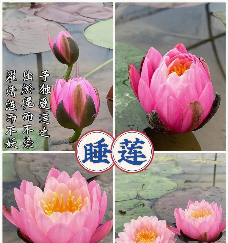 睡莲的花语（解读睡莲花的秘密，探寻其深刻内涵）