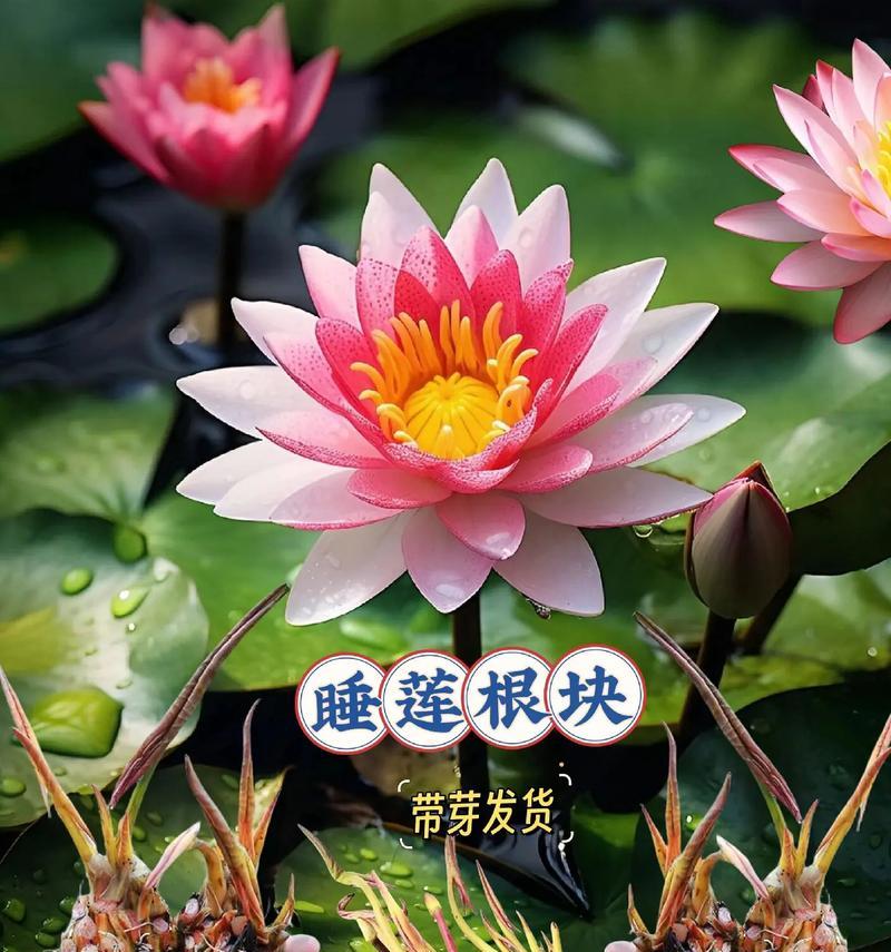 睡莲的花语（解读睡莲花的秘密，探寻其深刻内涵）