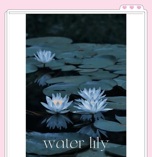 睡莲的花语（解读睡莲花的秘密，探寻其深刻内涵）