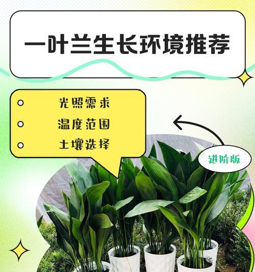 一叶兰开花时间及栽培技巧（掌握这些方法让你的一叶兰常年开花）