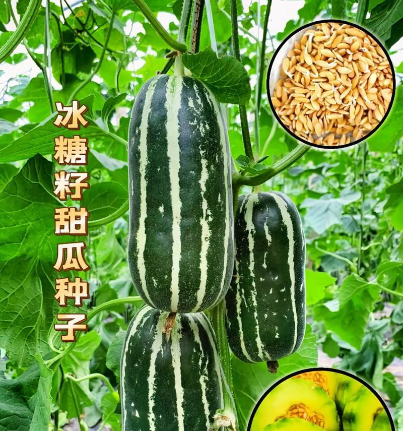 哈密瓜籽的营养价值和食用方法（探究哈密瓜籽的功效与作用，解读其营养价值和食用方法）