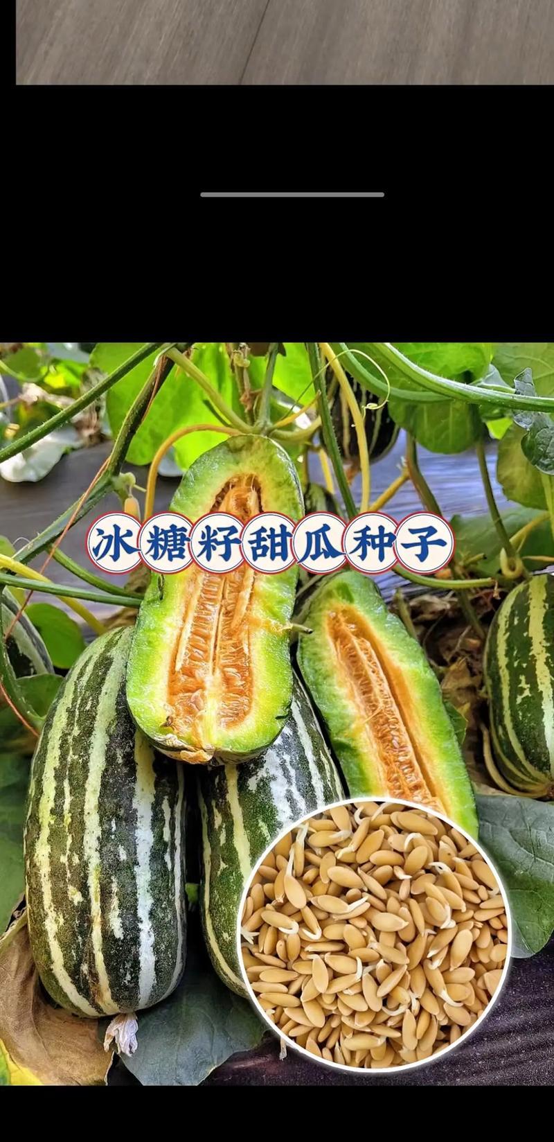 哈密瓜籽的营养价值和食用方法（探究哈密瓜籽的功效与作用，解读其营养价值和食用方法）