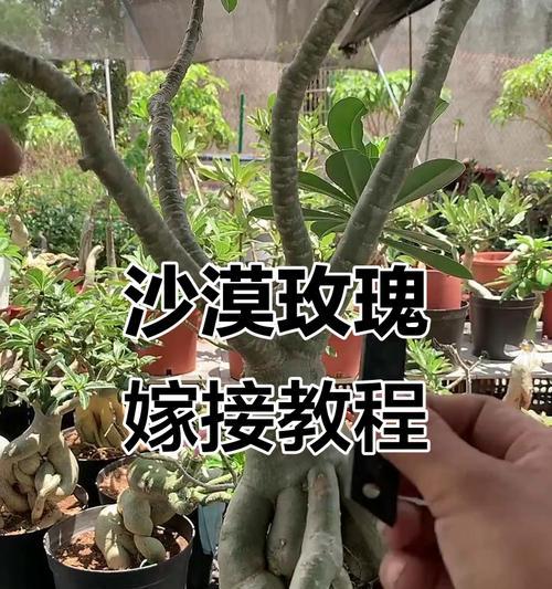 如何提高沙漠玫瑰嫁接成活率（关键步骤详解，让你轻松掌握）