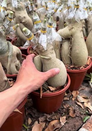 如何提高沙漠玫瑰嫁接成活率（关键步骤详解，让你轻松掌握）