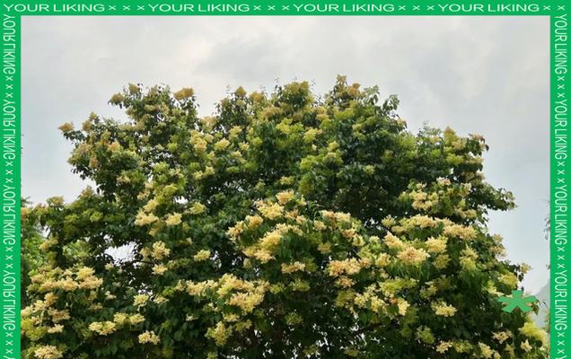 冬青和女贞（探究这两种植物的差异与特点）