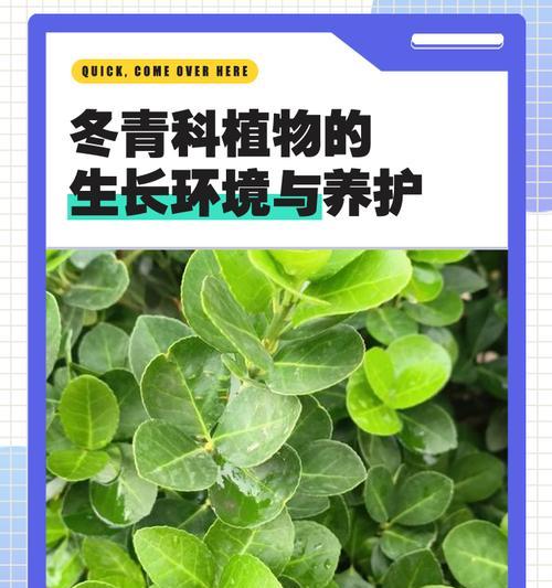冬青和女贞（探究这两种植物的差异与特点）