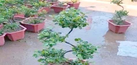 平枝荀子掉叶子怎么办？（如何有效防止平枝荀子掉叶子？）