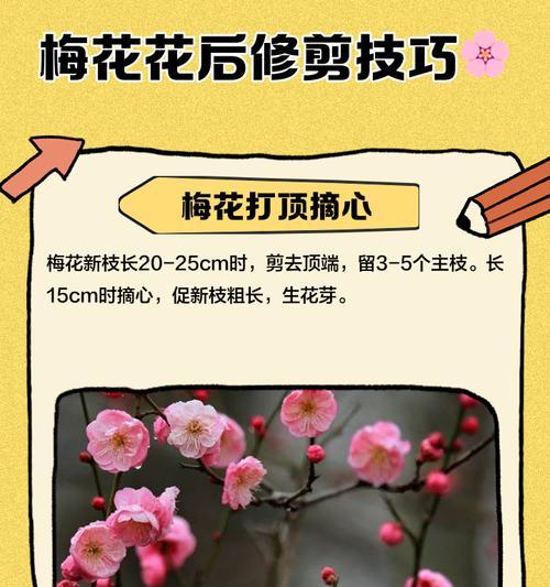 梅花剪枝的最佳时间（春季剪枝方案与技巧）