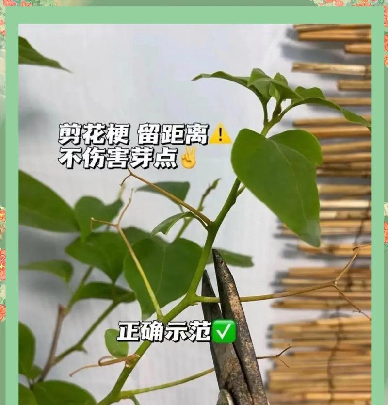 梅花剪枝的最佳时间（春季剪枝方案与技巧）