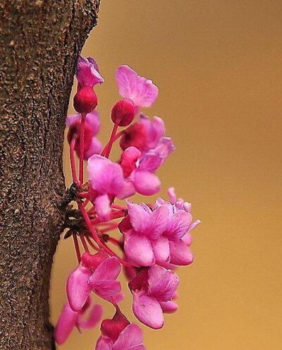 忘记一个人，这些花能帮你（探秘忘情之花，纷纷展现花语）