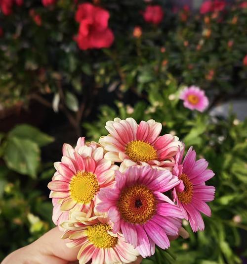 忘记一个人，这些花能帮你（探秘忘情之花，纷纷展现花语）