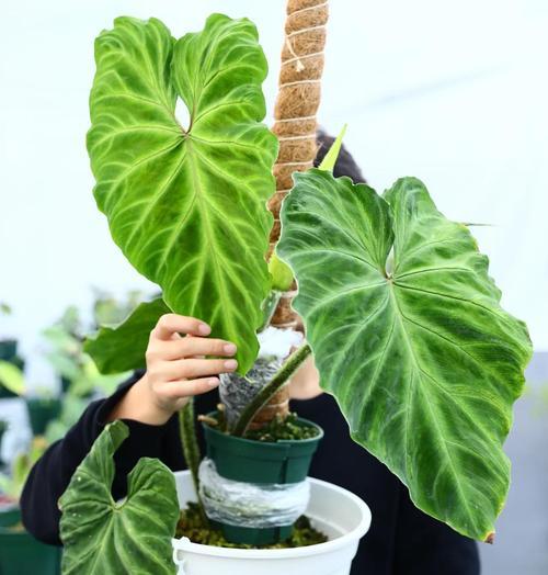 洗米水可以浇植物吗？——解析洗米水的营养价值和使用方法（掌握正确方法，把洗米水变成植物的“美食佳肴”）