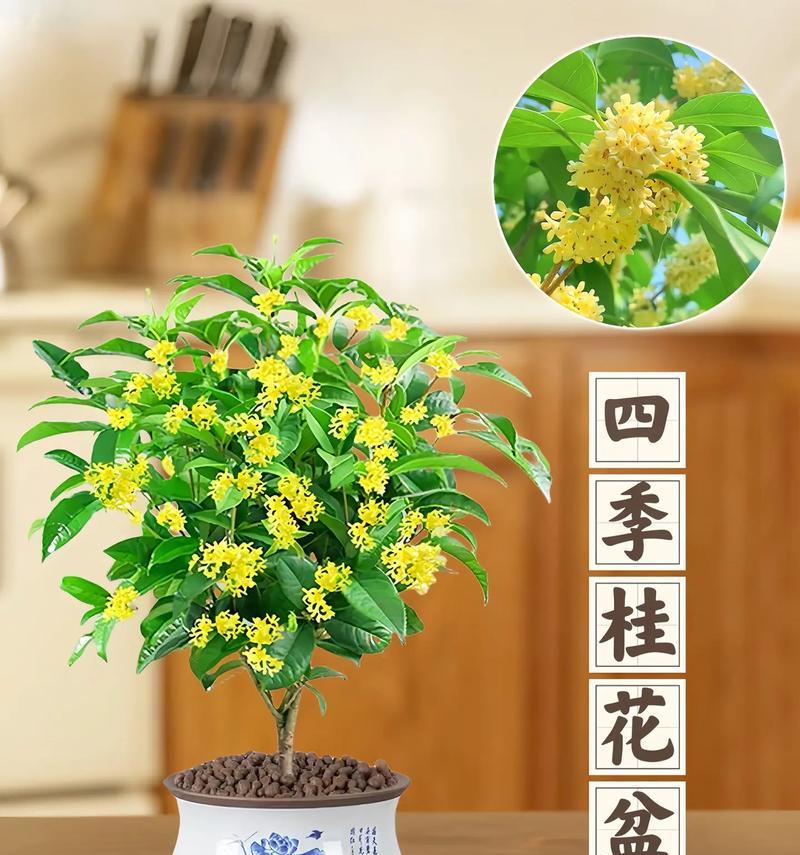 探究桂花开花周期（了解桂花生长发育的特点与规律）