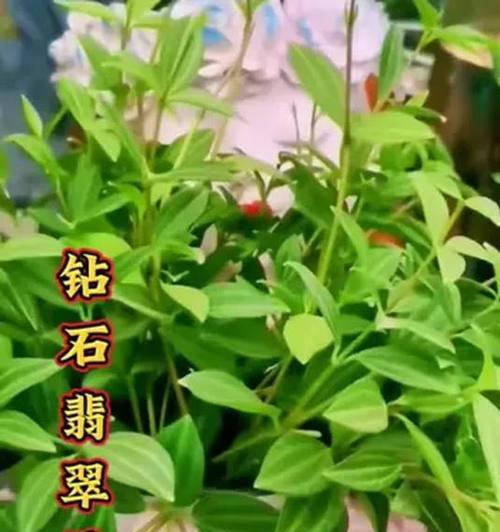 佛珠吊兰的毒性及室内养护（了解毒性，放心养护）