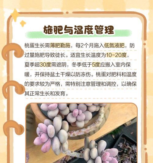 冬天养桃蛋需要注意什么？（关注温度，保护好它们）