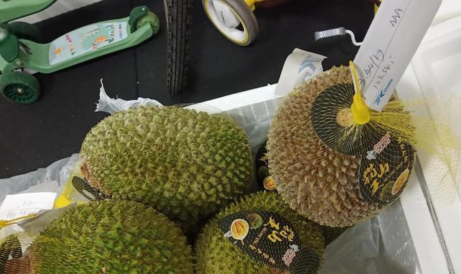 榴莲的成熟时间及判断方法（如何判断榴莲是否成熟？—榴莲爱好者必看）