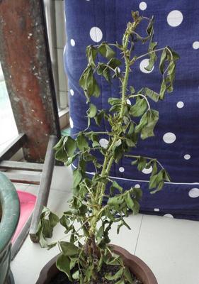 玫瑰夏天浇水时间的注意事项（多久浇一次水？如何避免过水和欠水？）
