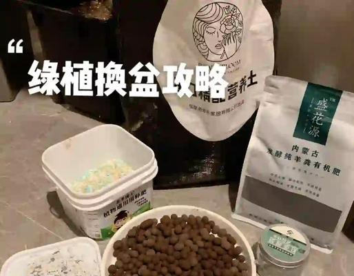 大琴叶榕的浇水频率（正确的浇水方式让大琴叶榕健康成长）