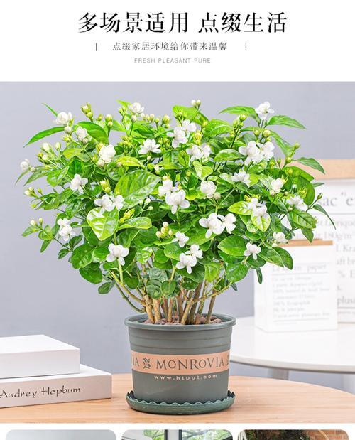 十里香花的养殖技巧（如何让十里香花长得更好？）
