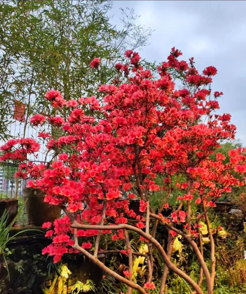 十里香花的养殖技巧（如何让十里香花长得更好？）