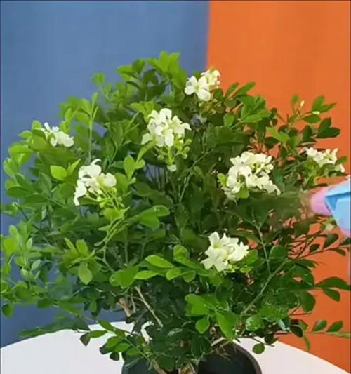 十里香花的养殖技巧（如何让十里香花长得更好？）