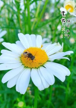 解读大滨菊的花语与寓意（一朵花背后的15重含义，让你更懂得生命的价值）