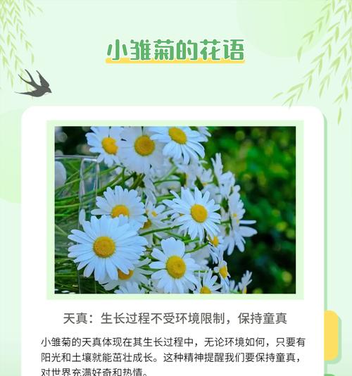 解读大滨菊的花语与寓意（一朵花背后的15重含义，让你更懂得生命的价值）