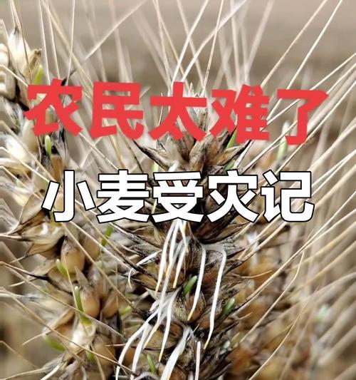 怎样让小麦发芽更快？（掌握这些技巧，小麦发芽不再困难！）