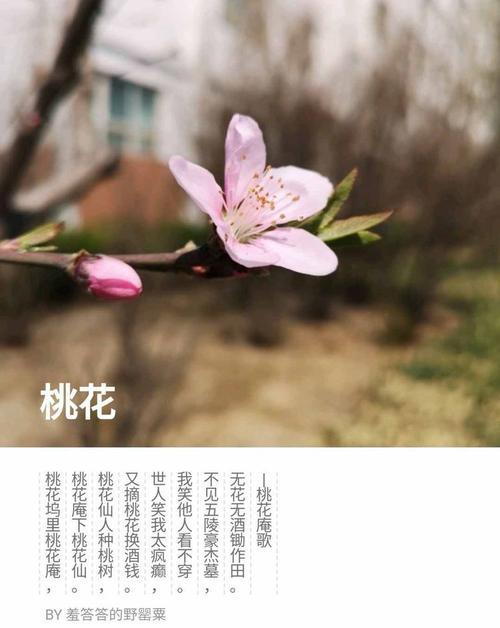 扫清迷雾，解开谜团——关于“桃花是两性花”的真相（揭开“桃花是两性花”之谜，从根本上认识桃花的性别）