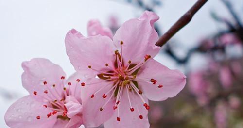 扫清迷雾，解开谜团——关于“桃花是两性花”的真相（揭开“桃花是两性花”之谜，从根本上认识桃花的性别）