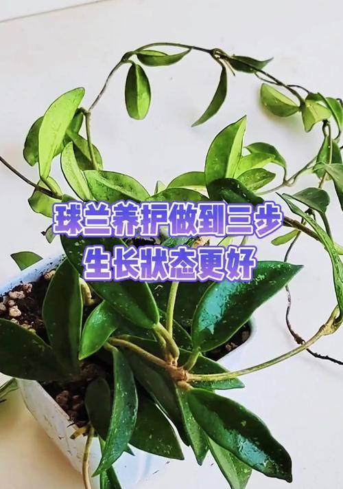 球兰的水培养殖方法（简单易行的球兰水培方法，让你轻松拥有美丽的植物）